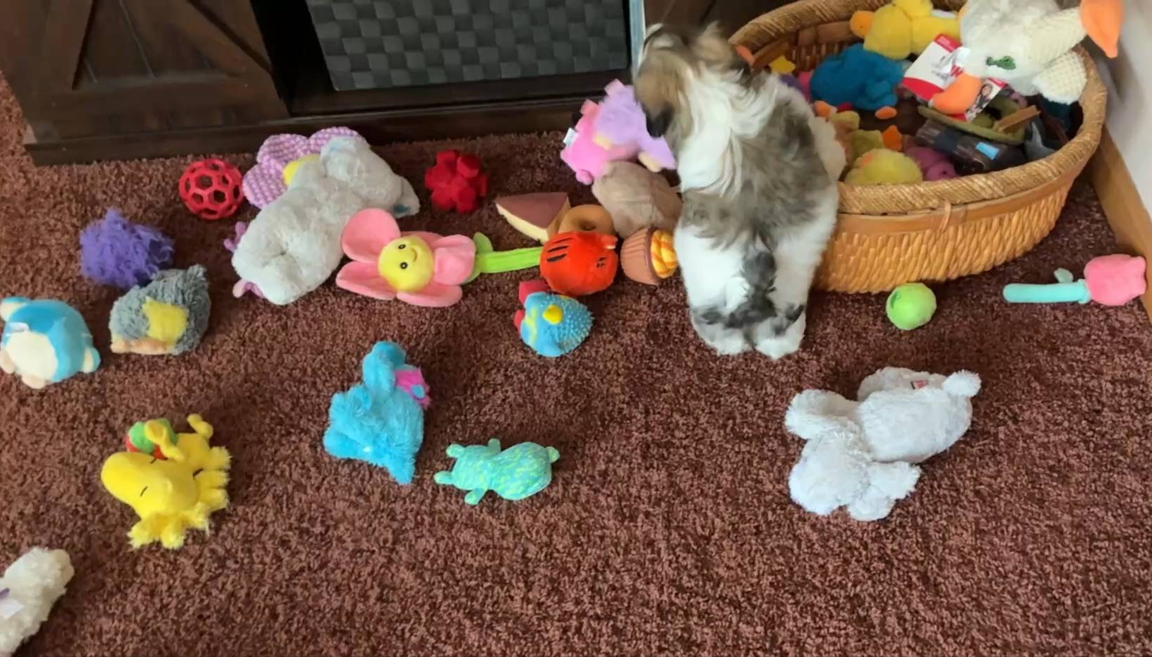 For this puppy, who inherited far too many toys, believes that too much is still never enough.